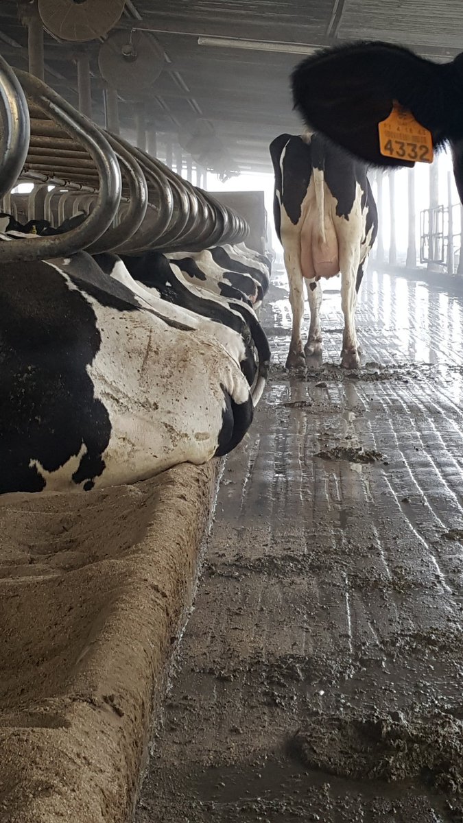 q_llet's tweet photo. Today's Qllet internal training topic  has been Cow Comfort. Very important and interesting topic!!

Our favourite Cow Comfort web site is https://t.co/E1auj2Fehv

What's yours? Share it with the community!! https://t.co/dW2TB5QTOU