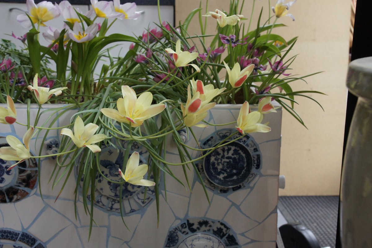 Lemon yellow Tulipa clusiana Tinka in our home against a backdrop of a Delft Blue planter made by @annemariesybrandy

#naturalbulbs #organic #flowerbulbs #tulips