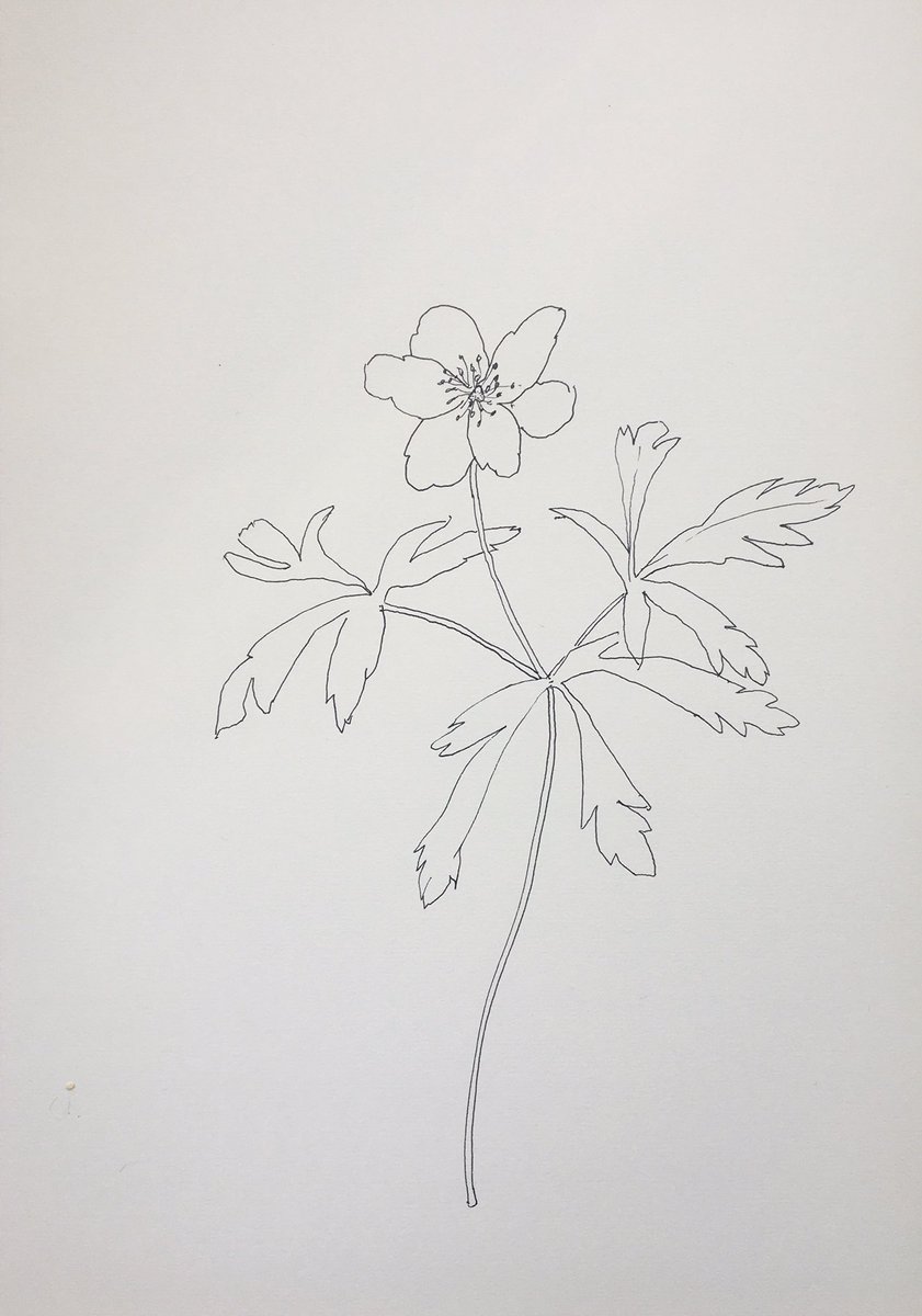 MaggieLearmonth's tweet photo. This one surprised and delighted me on the side of an urban path #dailywalk to the #allotment #beautyinsimplethings #contemporarydrawing #drawyourown  #growyourown @TheCassArt @BobandRoberta @ArtHubLondon #artcan https://t.co/O2XT3LE65Q