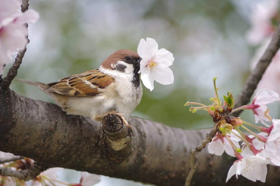 スズメには桜の花をちぎって落とす習性があった その可愛すぎる 犯行の瞬間 がこちら 全文表示 Jタウンネット
