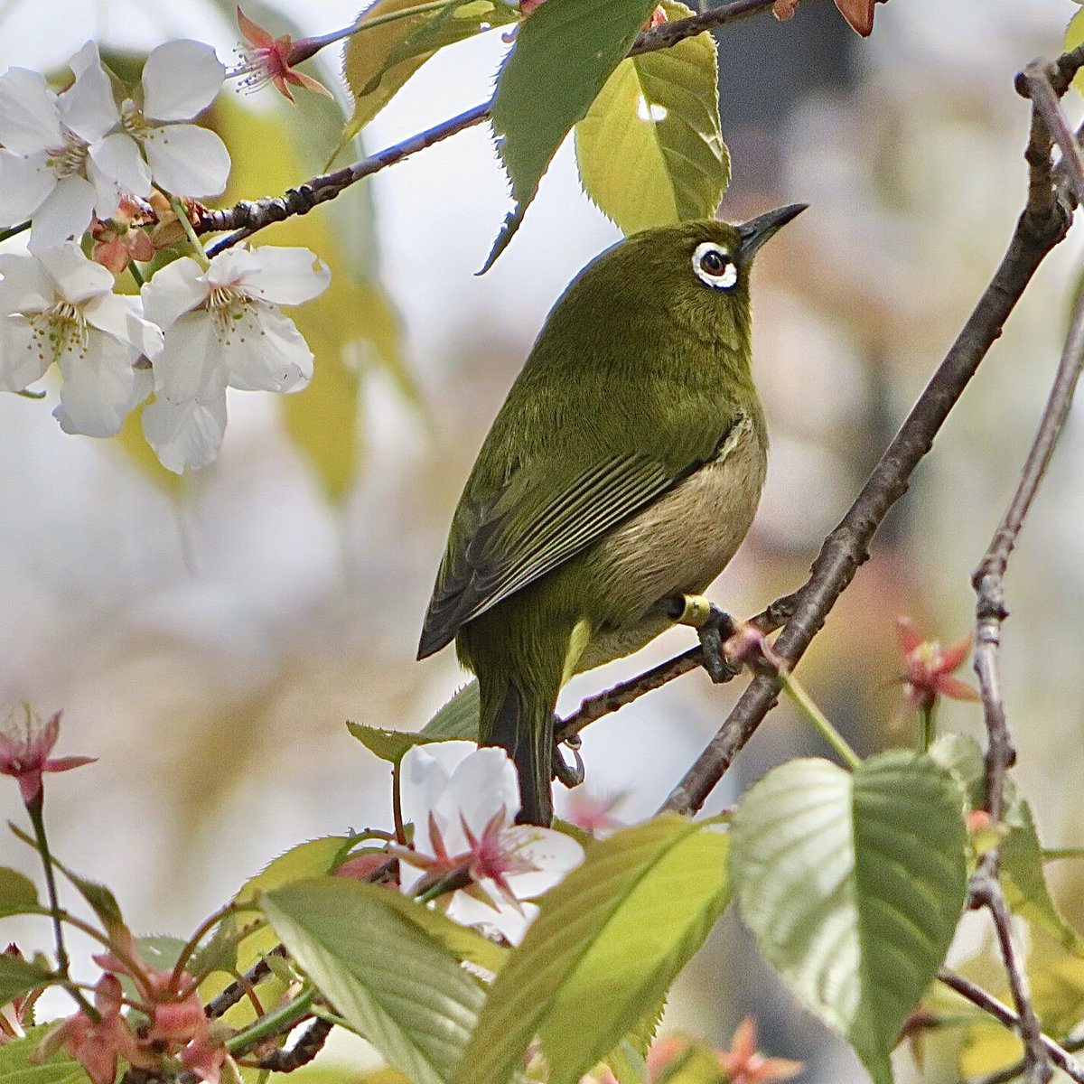 Aqua Nonohana アクア かわいいメジロ いつ見ても撮り方が上手ですね