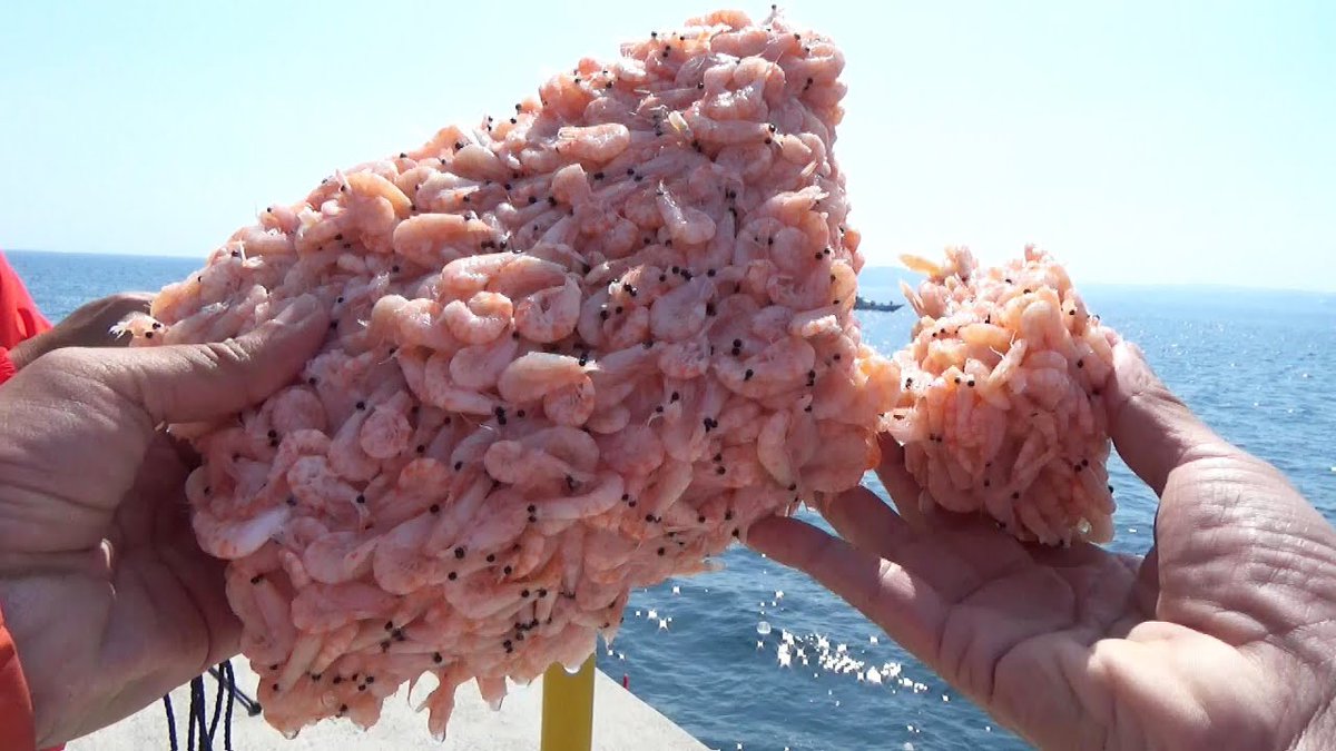 無料釣り動画tv 公式 堤防からエビのメガ盛りを投げ込んだら凄いよおじさん筆頭に色物統一でキター 釣りスギ四平 T Co Tpny3gjeux 釣り動画