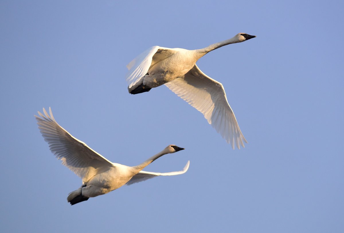 USFWSMtnPrairie's tweet photo. Male and female trumpeter swans looks very similar, but males are slightly larger and heavier. However, they do have different names! A female is called a “pen”, but what is a male called? Photo:@USFWS 

A. Bro
B. Cob
C. Drake https://t.co/jvmNQINETT