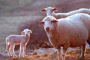 agriculturacat's tweet photo. 🐑 🐐 Gairebé mil #ramaders de l'#ovi i el #cabrum rebran dijous la darrera partida de la #PAC 2019. 

En total, aquesta campanya s'hauran abonat 3,6 milions d'euros.

👉🏽 https://t.co/xEm3tYZg0P https://t.co/s2NJCxUeHN