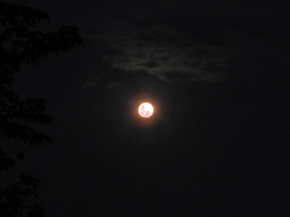 Though famously known as a "pink moon", the  #supermoon won't literally turn pink tonight! However, this photo of the moon I took tonight has shades of pink. 