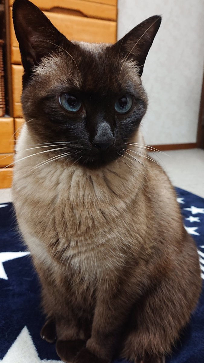 シャム子 Df07jszytcfgrxx Twitter シャム子 Df07jszytcfgrxx Twitter