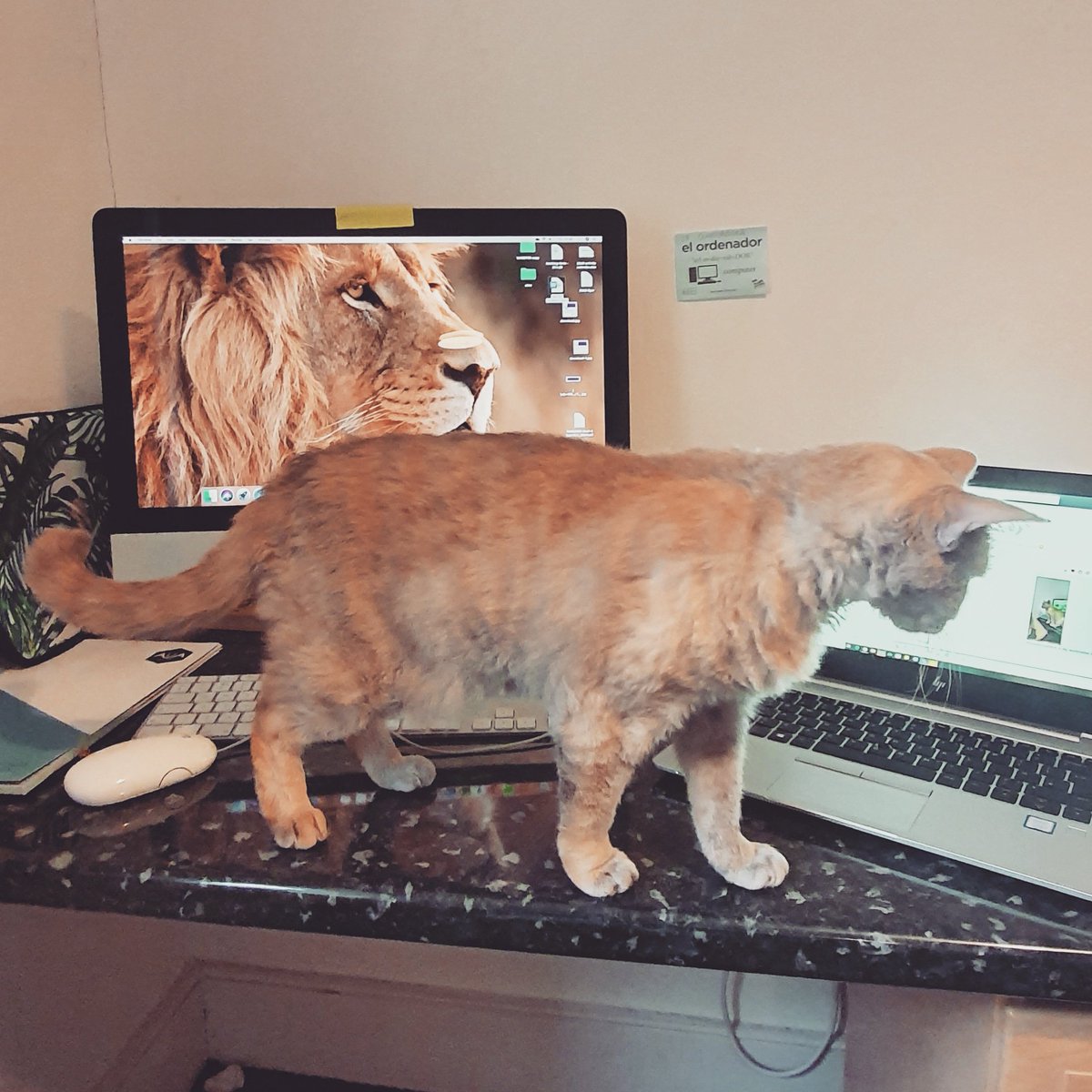 HettieWell's tweet photo. @BBC6Music WFH - with big cats and little cats. This is Pumpkin the La Perm https://t.co/FpMJW5ohiZ