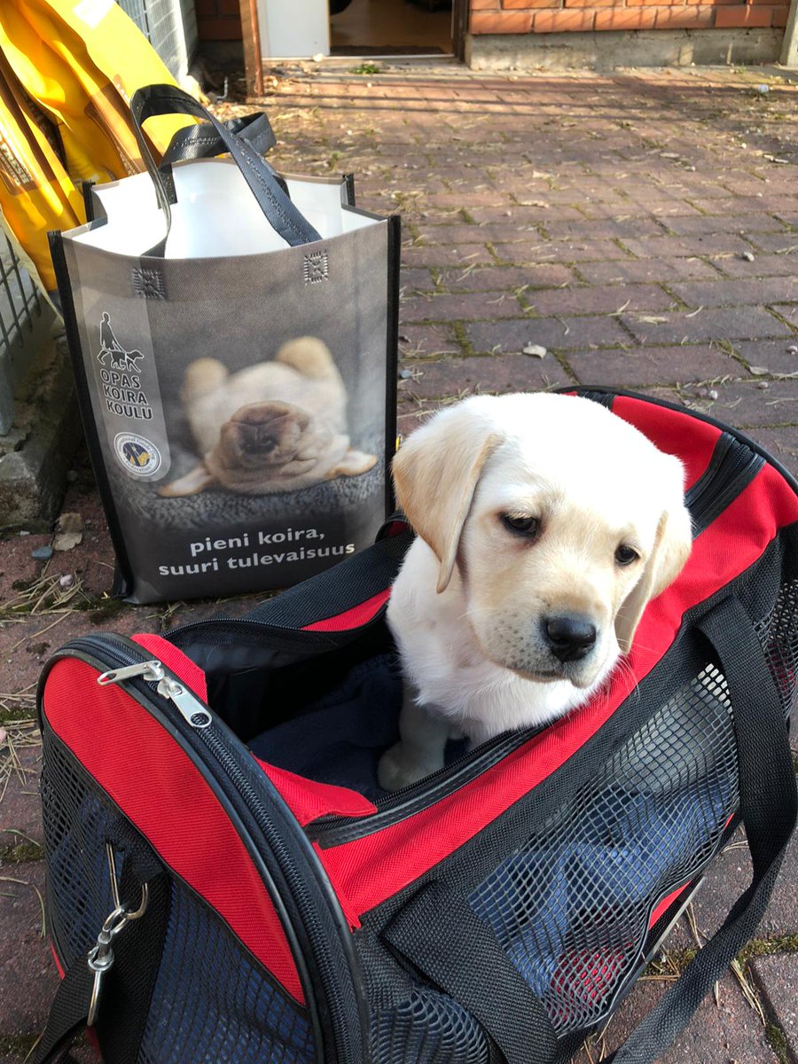 opaskoirakoulu's tweet image. Pikkuinen Toto valmiina kotimatkalle ❤️ #opaspentu #isonaminustatuleeopaskoira #futureguidedogs #työkoira #hyötykoira #työkoirajalostus #labradorinnoutaja #näkövammaisenapu