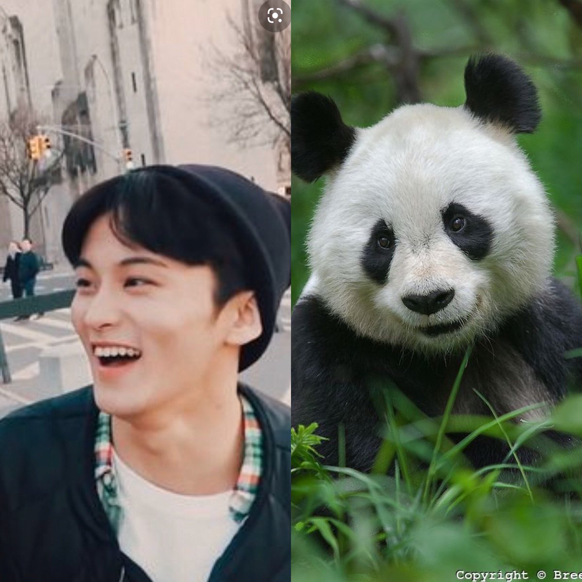 Mark lee as a panda;a tread