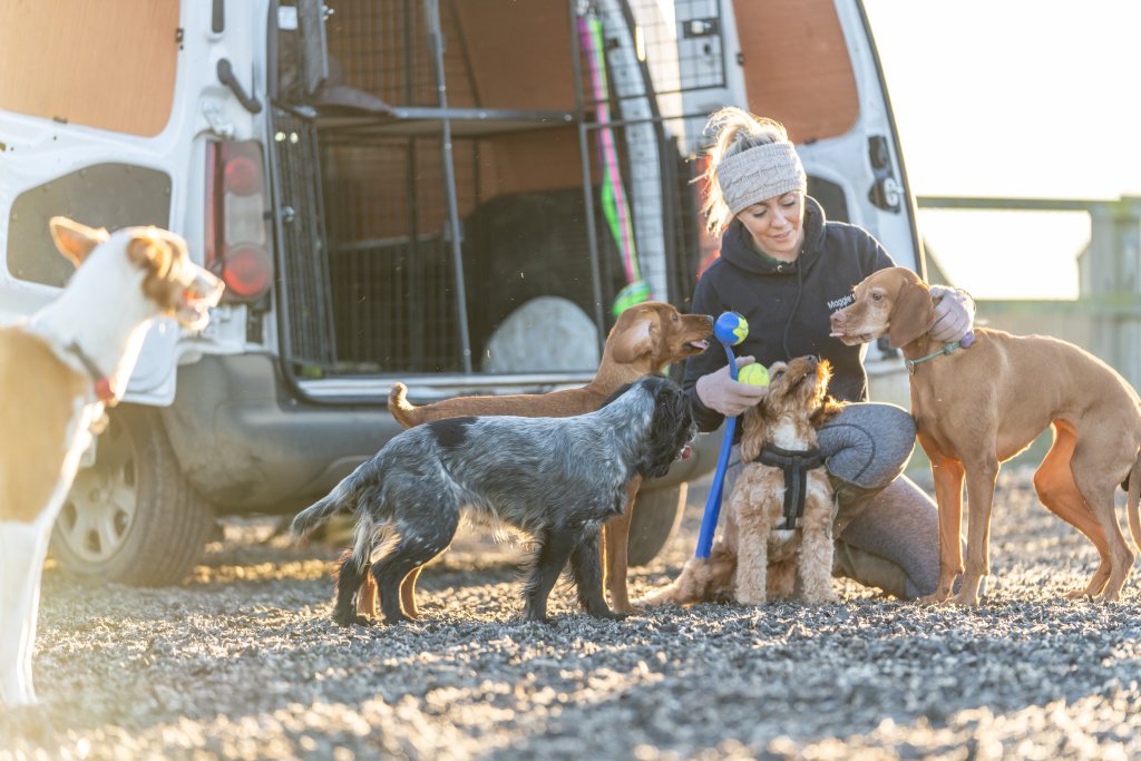 MaggieMates's tweet photo. The best job in the world.
#safesecurefun #dogwalking #nofootpaths #farmland https://t.co/RYCX05QMOD