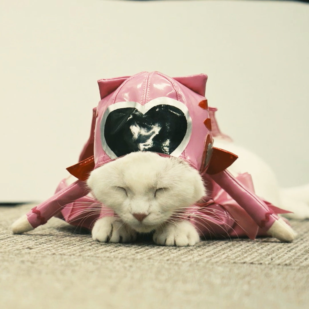 ねこランド春日部西口店 6pd9yu00fbvfgjm Twitter