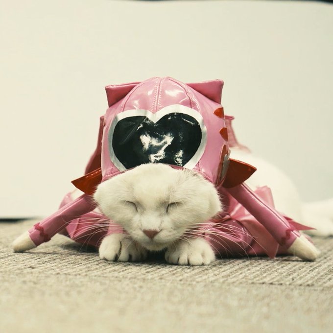 びたたまのtwitterイラスト検索結果