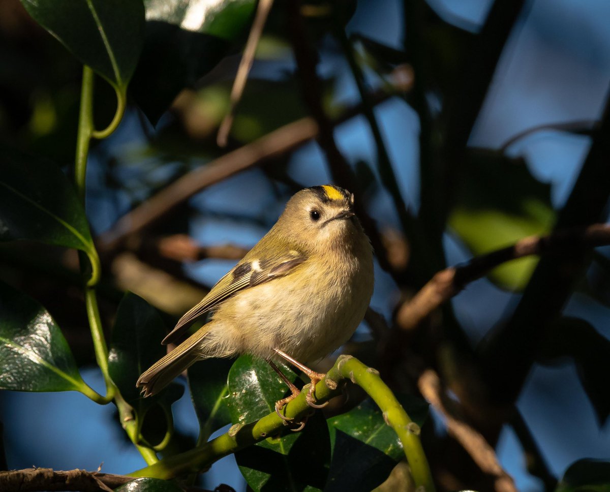 nigelhacking's tweet image. Both species of Crests in my New Forest garden in the last 10 days #BeakWatch