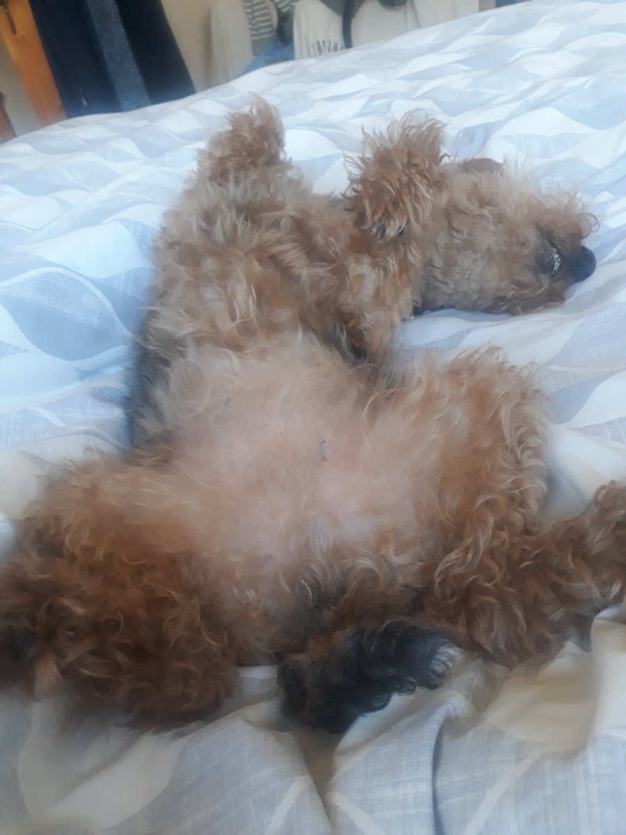 "At this time of crisis I'm taking my Duvet patrol to new levels alertness"