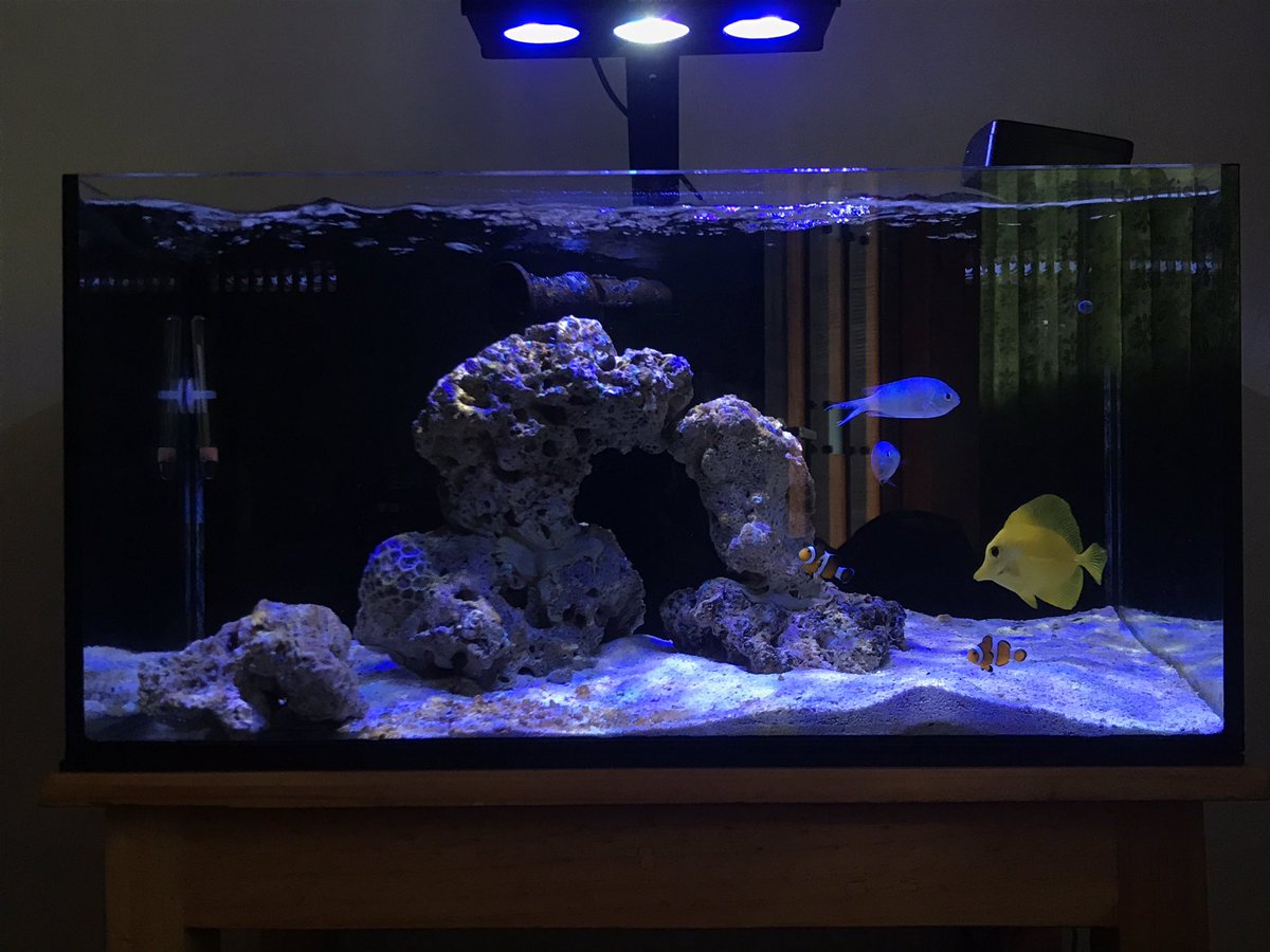 kevin_javellana's tweet photo. Glass cleaning 🐠
#Saltwatertankjourney #saltwatertank #aquarium #reef #NanoTank #fowlr https://t.co/2AqXeUScGU