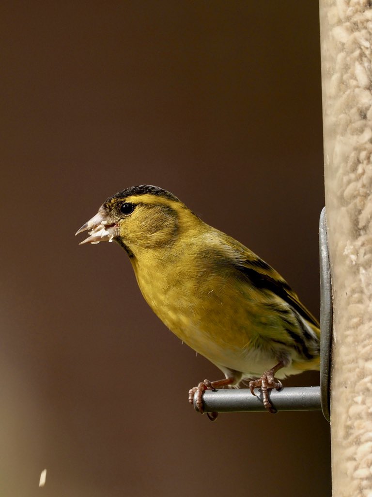 nigelhacking's tweet image. A dozen Siskins every day are really getting through the Sunflower Hearts in my New Forest Garden #BeakWatch