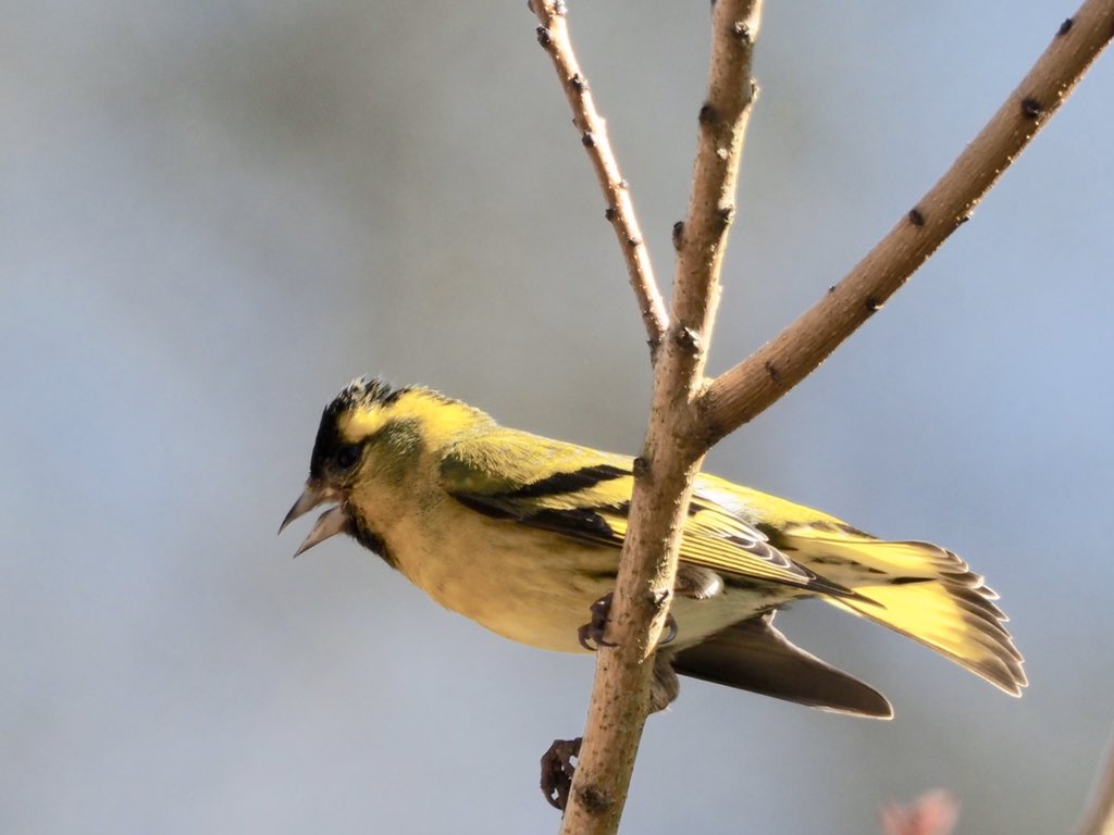 nigelhacking's tweet image. A dozen Siskins every day are really getting through the Sunflower Hearts in my New Forest Garden #BeakWatch