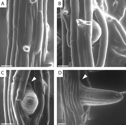 or what about:Lateral root emergence: a difficult birth ->  @PeretLab et al., 2009  @JXBot  https://bit.ly/2wZvUHF 