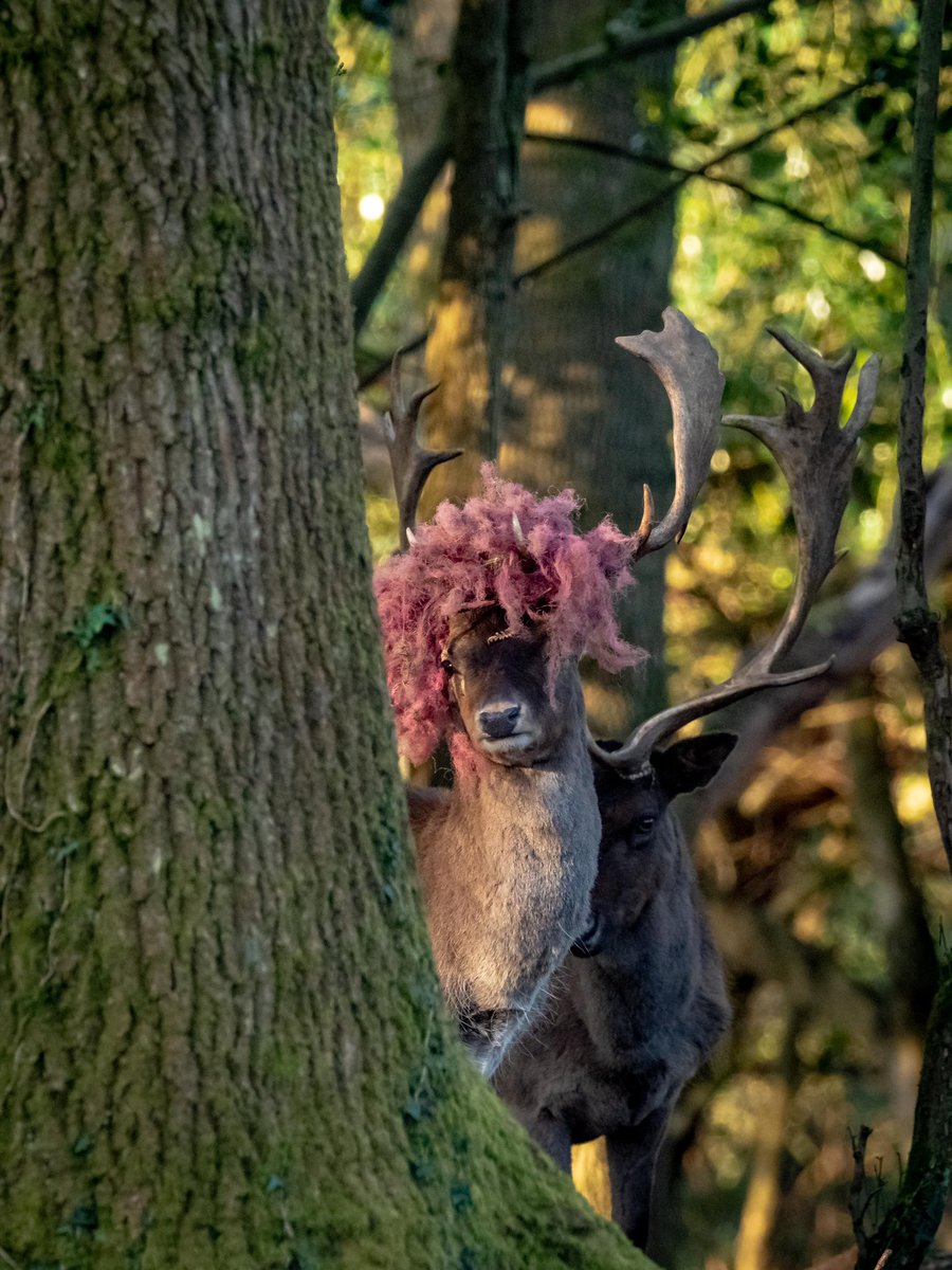 nigelhacking's tweet image. What’s Happening Here Chris. Seen from my New Forest garden last week? #WildMorningswithChris