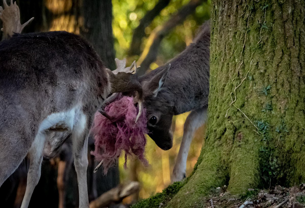 nigelhacking's tweet image. What’s Happening Here Chris. Seen from my New Forest garden last week? #WildMorningswithChris