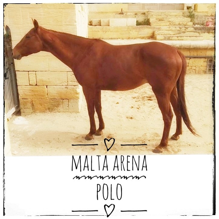 Hope you are keeping fit and well. Our ponies are looking forwards to the season beginning.