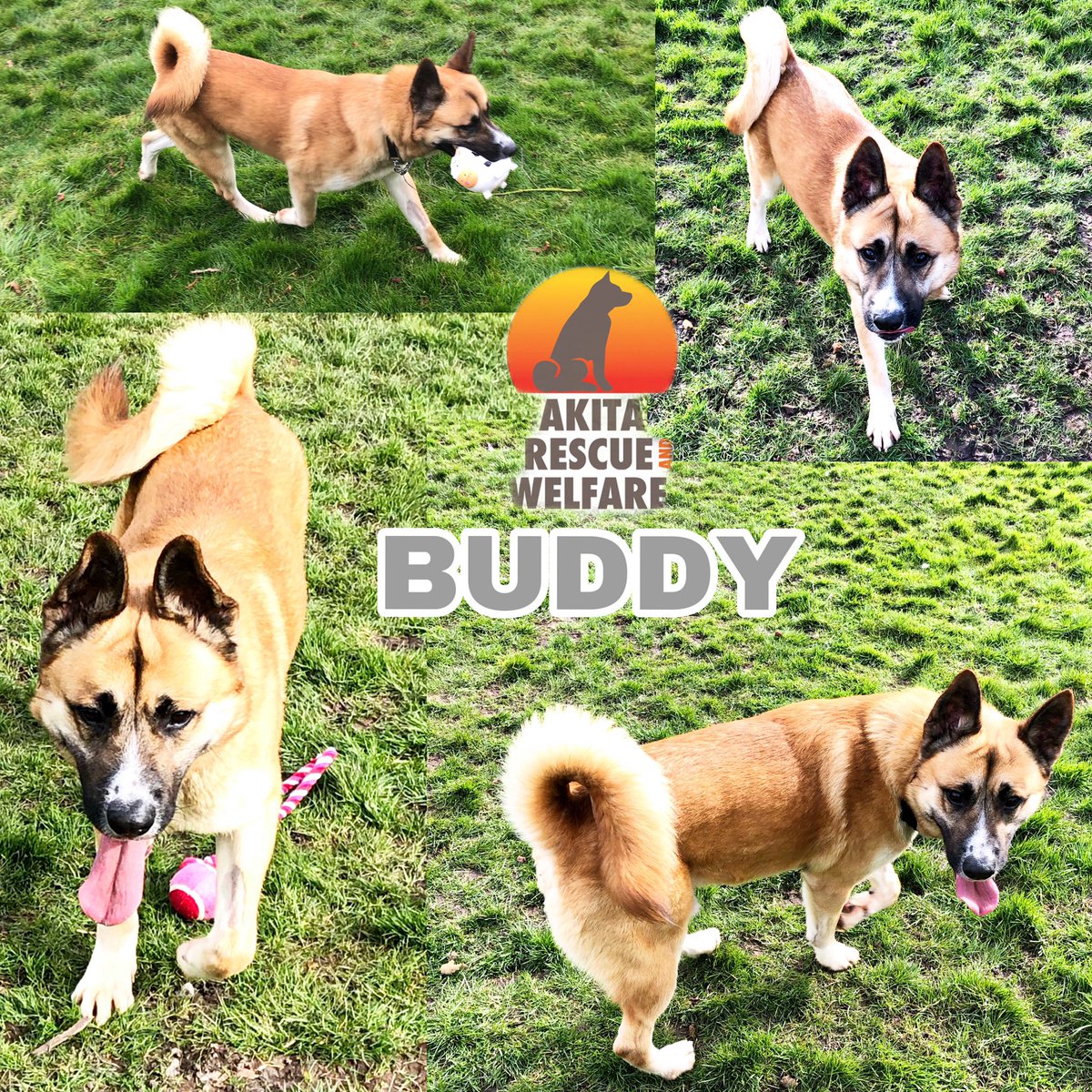 ARWTrust's tweet photo. ππ BUDDY ππ
#akitainneed #pickbuddy #bestbreed #rescueisbest #adoptdontshop #arwtrust #akita #thatface #buddyneedsabuddy
https://t.co/COEcVvOWuE https://t.co/CeSzJGY77C