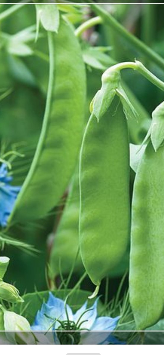n_mangisi's tweet photo. #snowwind &amp; #sugarlady pea hybrids by @SyngentaZW  are proven #winners. Follow the #peacropprogram specifically  designed by SyngentaZW for top notch quality peas .If you need one kindly DM me or whatsapp  at 0784898874.
@Kudakeda
@Saliey1019 https://t.co/jZ1OIdl62m