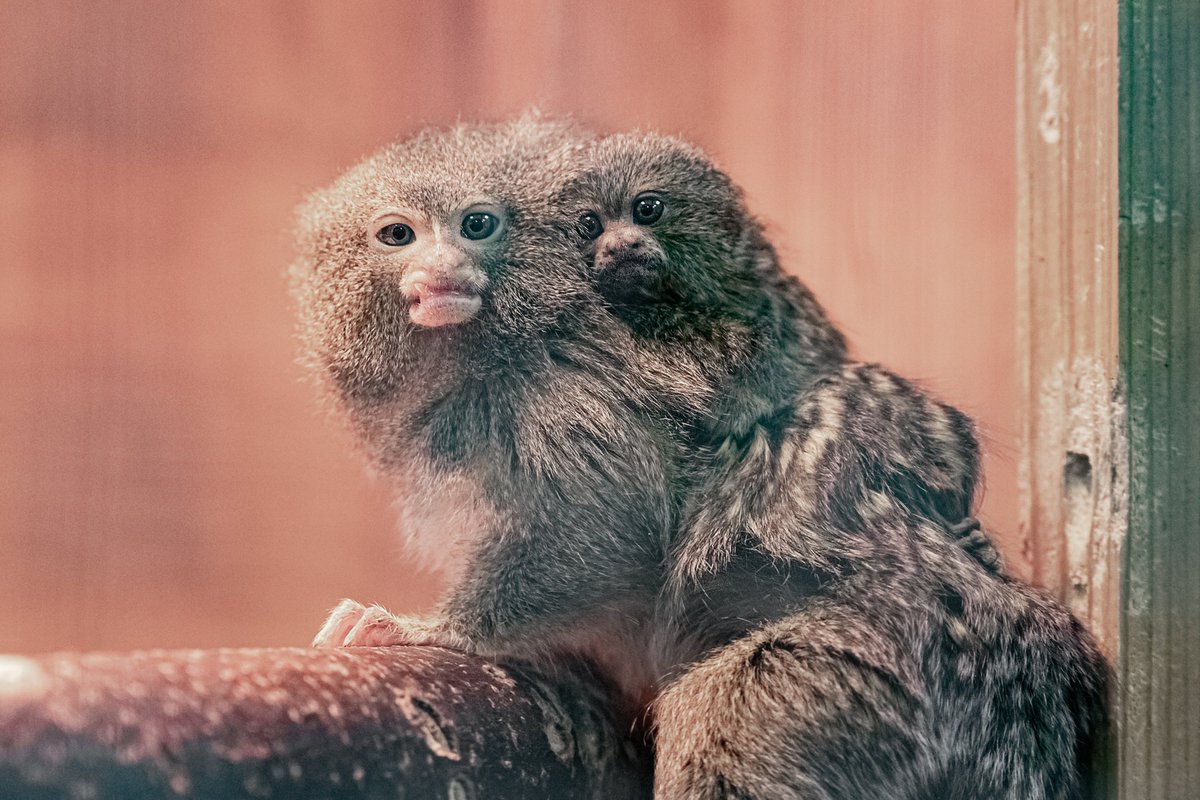 nskzoo's tweet photo. ПРО БОЛЬШУЮ ЛЮБОВЬ В СЕМЬЯХ САМЫХ МАЛЕНЬКИХ ОБЕЗЬЯН
https://t.co/gMNsbIkP3N https://t.co/syAhPdGRhT