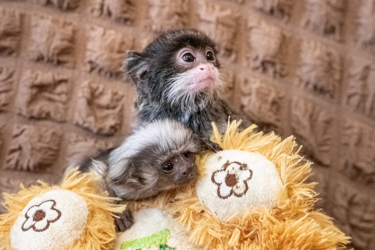 nskzoo's tweet photo. ПРО БОЛЬШУЮ ЛЮБОВЬ В СЕМЬЯХ САМЫХ МАЛЕНЬКИХ ОБЕЗЬЯН
https://t.co/gMNsbIkP3N https://t.co/syAhPdGRhT