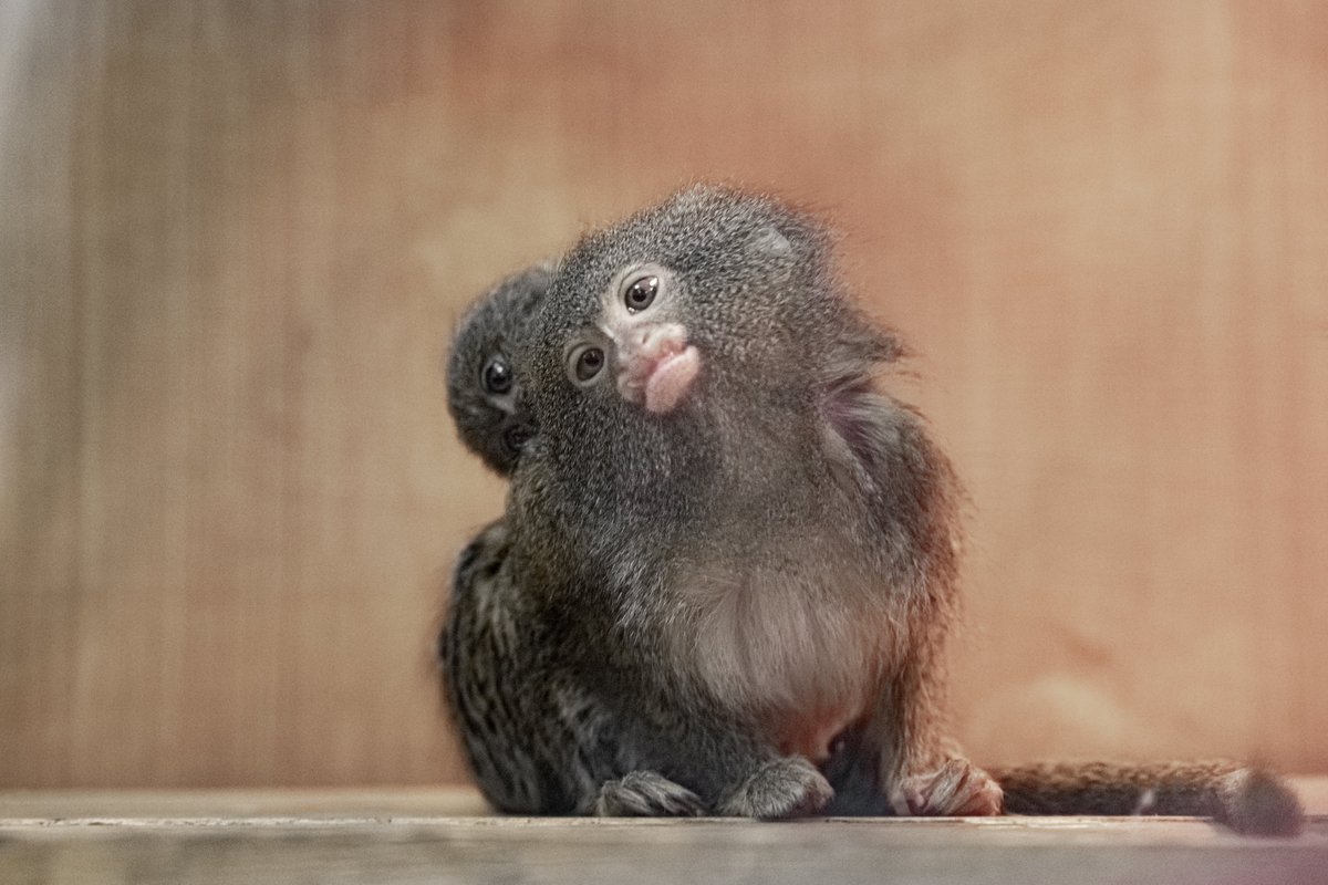 nskzoo's tweet photo. ПРО БОЛЬШУЮ ЛЮБОВЬ В СЕМЬЯХ САМЫХ МАЛЕНЬКИХ ОБЕЗЬЯН
https://t.co/gMNsbIkP3N https://t.co/syAhPdGRhT
