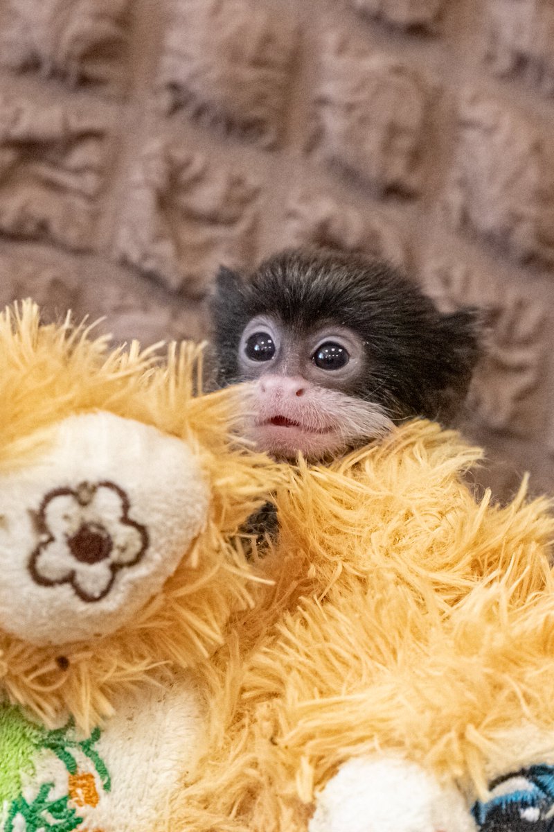 nskzoo's tweet photo. ПРО БОЛЬШУЮ ЛЮБОВЬ В СЕМЬЯХ САМЫХ МАЛЕНЬКИХ ОБЕЗЬЯН
https://t.co/gMNsbIkP3N https://t.co/syAhPdGRhT