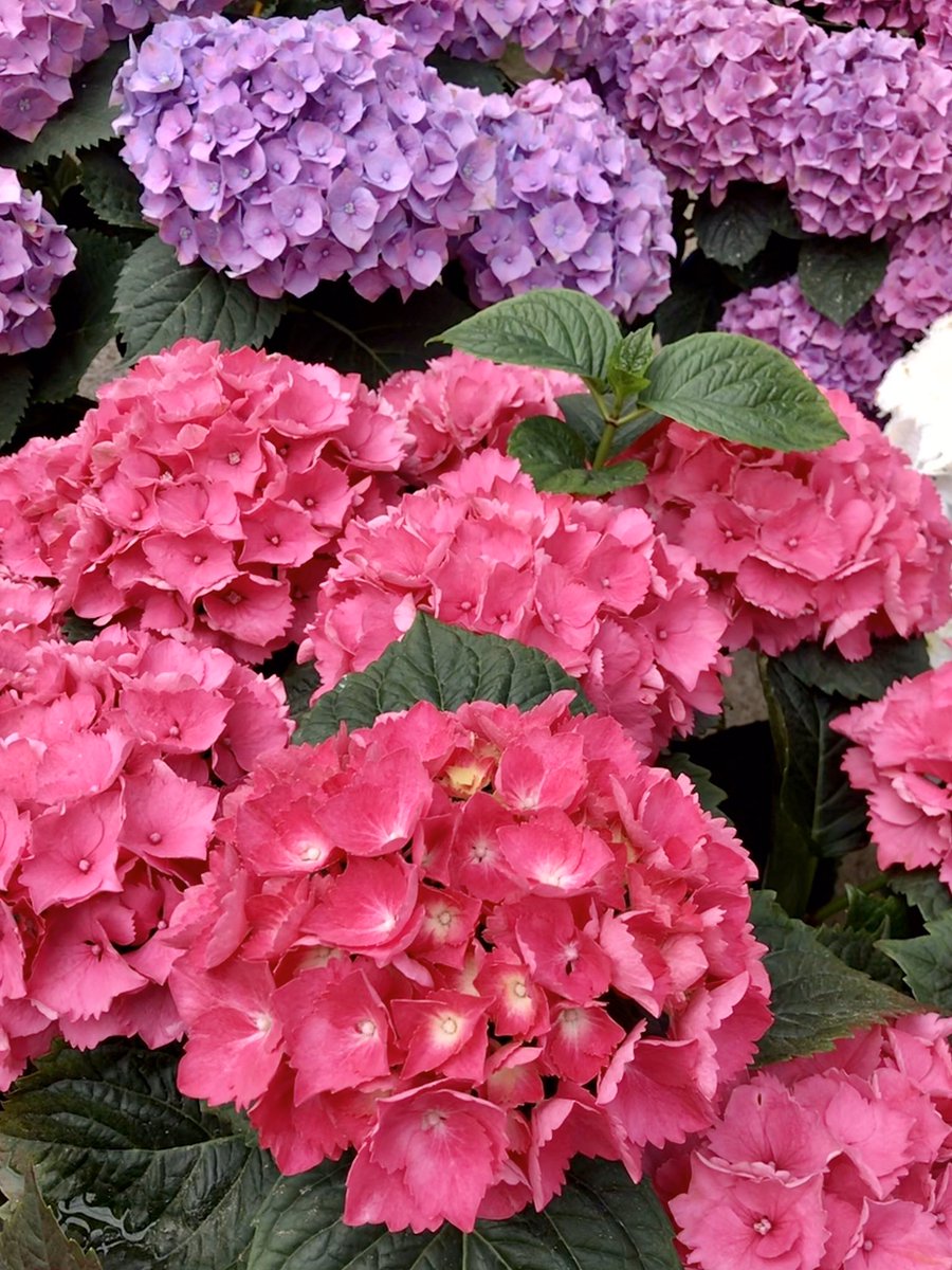 GardenValentin's tweet photo. Disfruta en tu casa y jardín de bonitas flores. Nosotros te las llevamos a casa. Pronto abriremos nuestras instalaciones. #YoMeQuedoEnCasa #Torrevieja #Flowers #Garden https://t.co/eC22kmN8cm