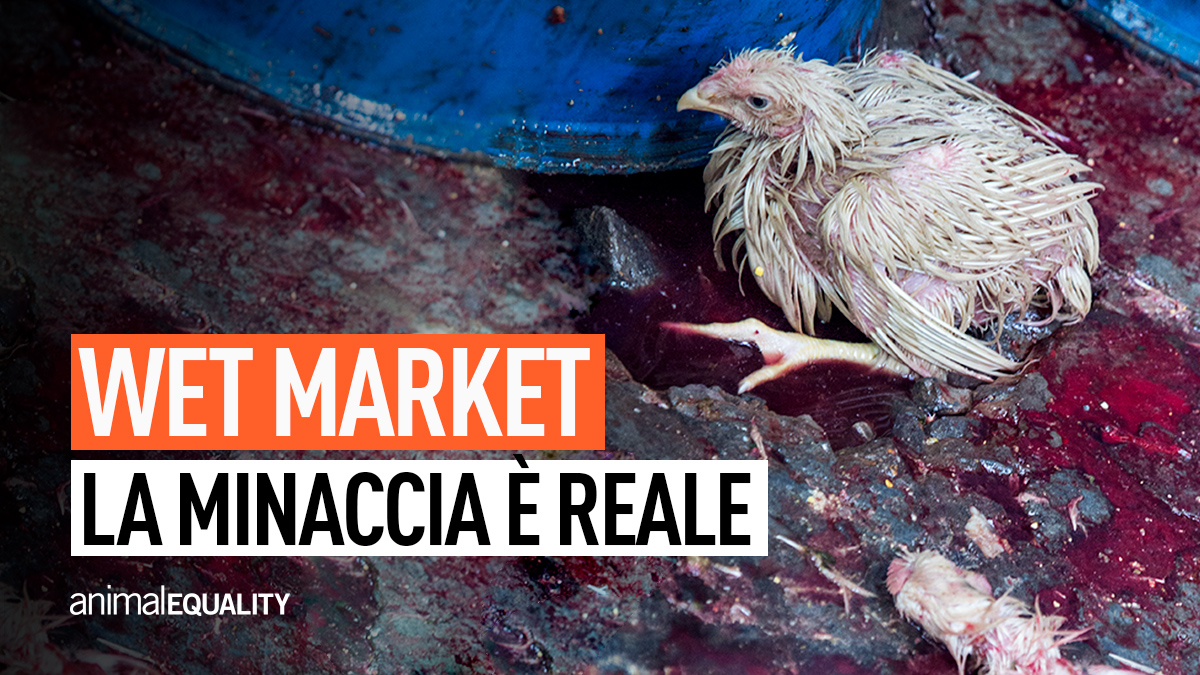La minaccia è reale! I wet market sono pericolosi per la salute pubblica e un inferno per milioni di animali. <a href="/UN/">United Nations</a>, per favore, raccomandate la chiusura immediata dei wet market! #letsbanwetmarkets #chiudiamoiwetmarket bit.ly/wet_markets_it