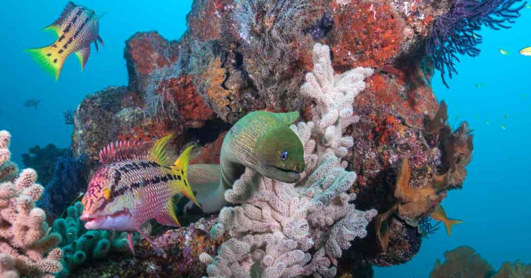 _liveaboards_'s tweet photo. Want to plan your next vacation with your family.
Have a look the 6 best places to dive in June around the world!

🌐 https://t.co/PcwOhidmAJ
📧 info@all4divingliveaboards.com
📱 +62 811-3999-647 (WhatsApp)
📞 +1 (424) 400 2323

#vacation #dive #divesite #world #holiday https://t.co/EggbRjKBtB