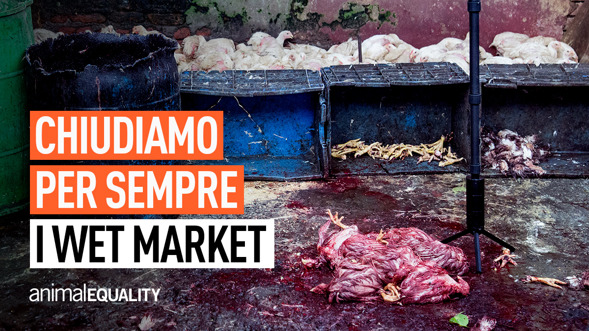 Per favore, <a href="/MAZappia/">Mariangela Zappia</a>, <a href="/ItalyUN_NY/">Italy UN New York</a>, appoggiate la campagna di <a href="/AE_Italia/">AnimalEqualityItalia</a> per chiudere i wet market. Discuterne all’<a href="/UN/">United Nations</a> e all’#UNSC è davvero urgente. #letsbanwetmarkets #chiudiamoiwetmarket #wetmarket bit.ly/wet_markets_it