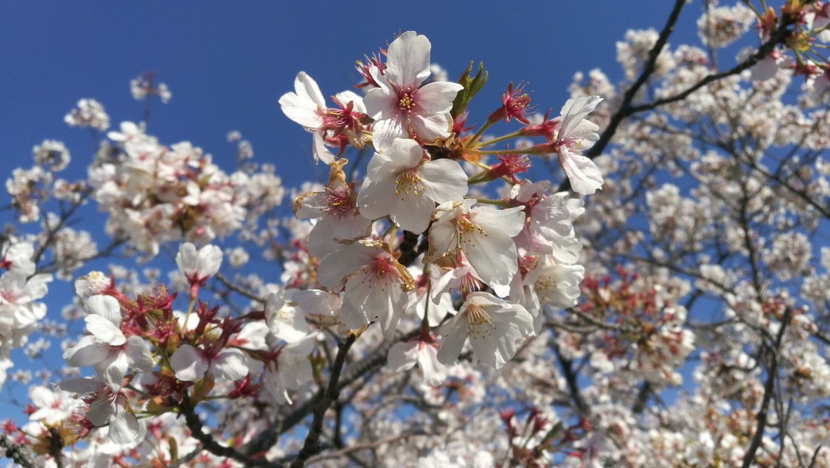 近所の桜がとても綺麗でした 