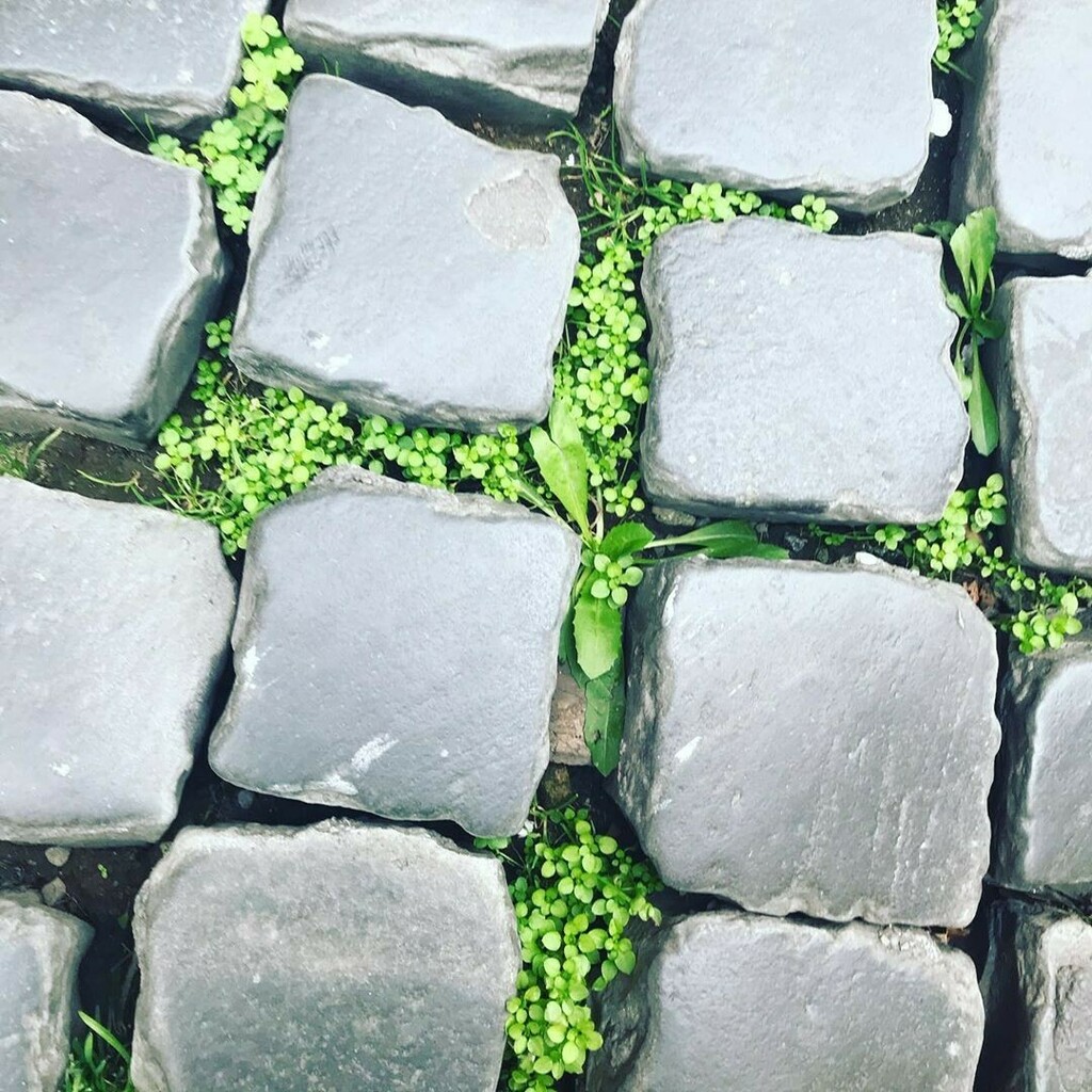 sampietrino's tweet photo. Primavera romana⁠
ph @sgarlattina⁠
⁠
#primaveraromana #springinrome ⁠
#sampietrino #sanpietrino #sampietrini #sanpietrini #selciatoromano #roma #rome #cobblestones #romancobblestone #stradediroma #romanstreet #romanstreets #streetsofrome #straderoman… https://t.co/piXpYFffic https://t.co/konDsxQwYV