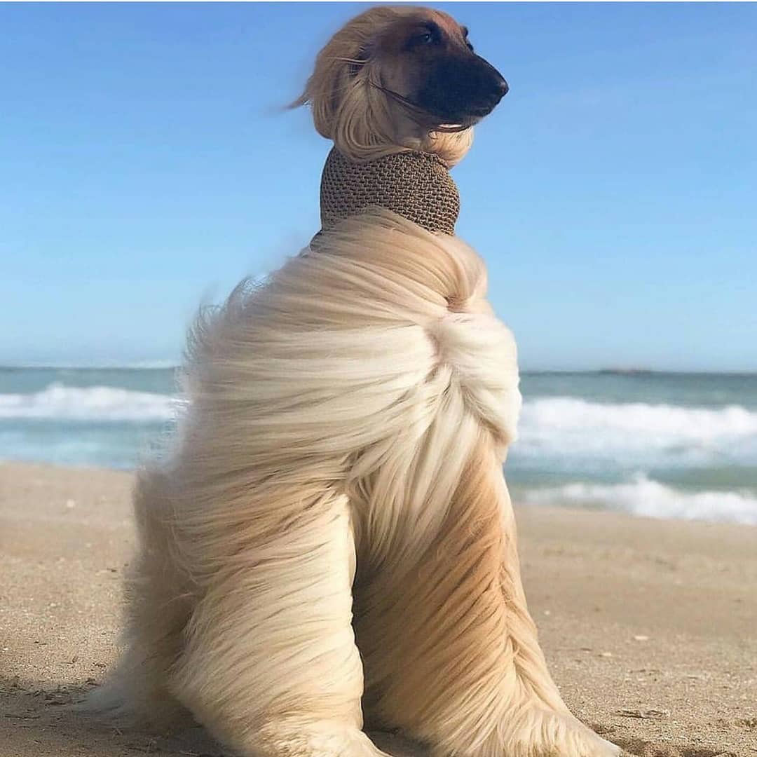 Boss Hair Studio tweet media