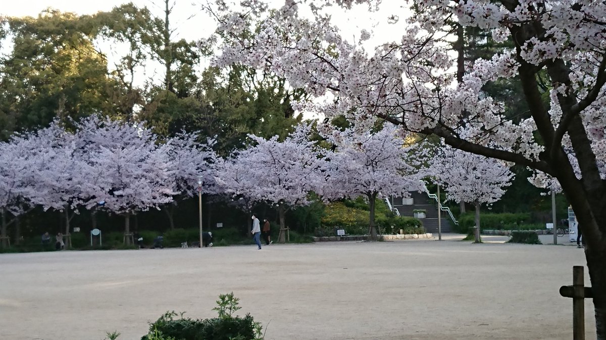 ちゃこ ブルーシートの無い桜の時期の靭公園初めて見る