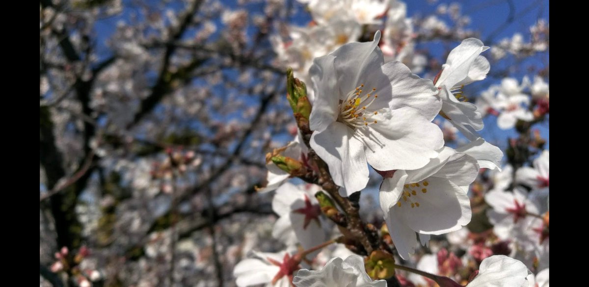 近所の桜がとても綺麗でした 