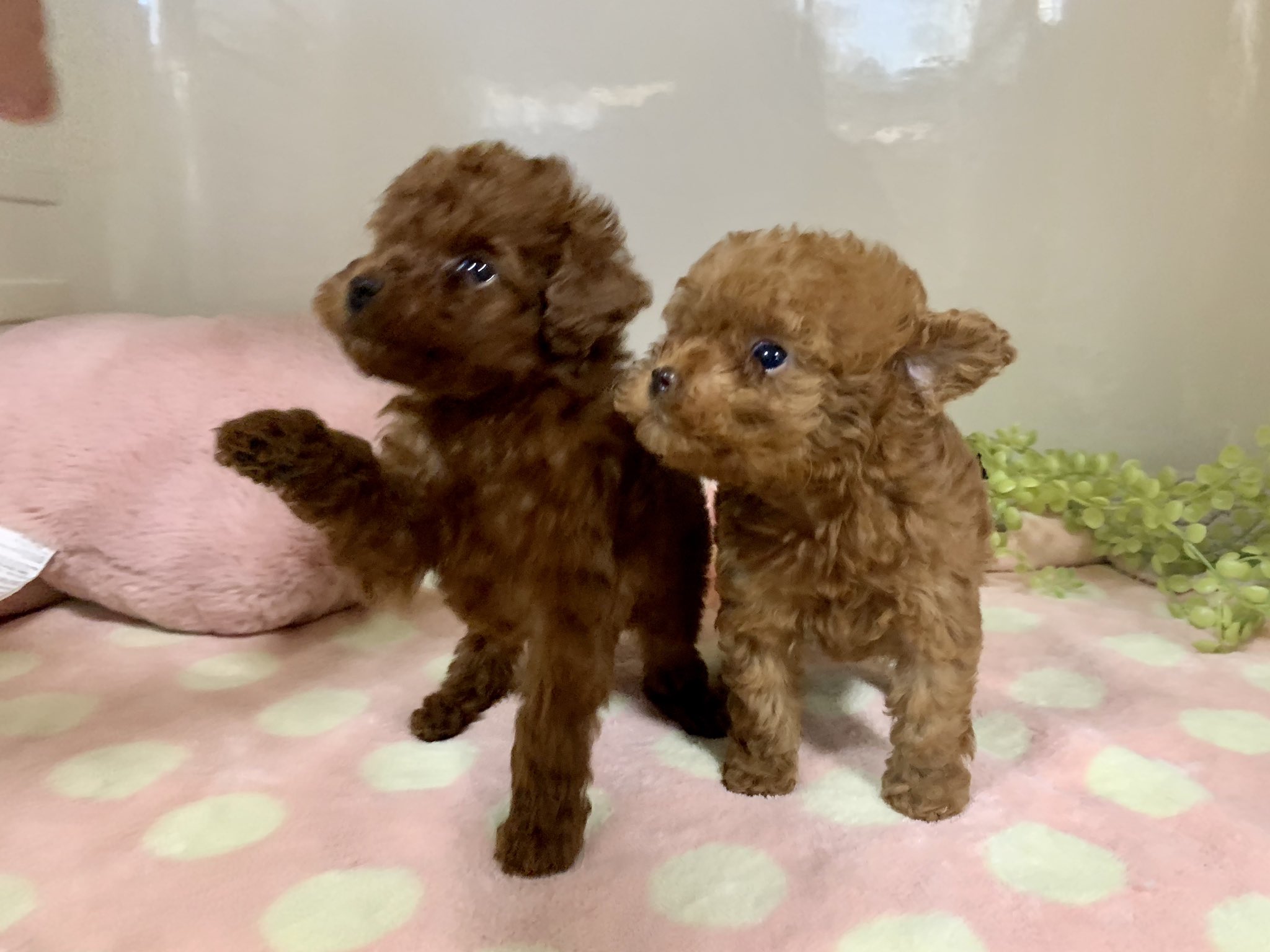 ペットショップだんぼ 来週にデビューするパピームーン生まれのトイプードル お父さんもお母さんも小さめです ペットショップ ブリーダー トイプードル女の子 子犬 かわいい プードル 札幌 北海道 T Co 0f92caybns Twitter