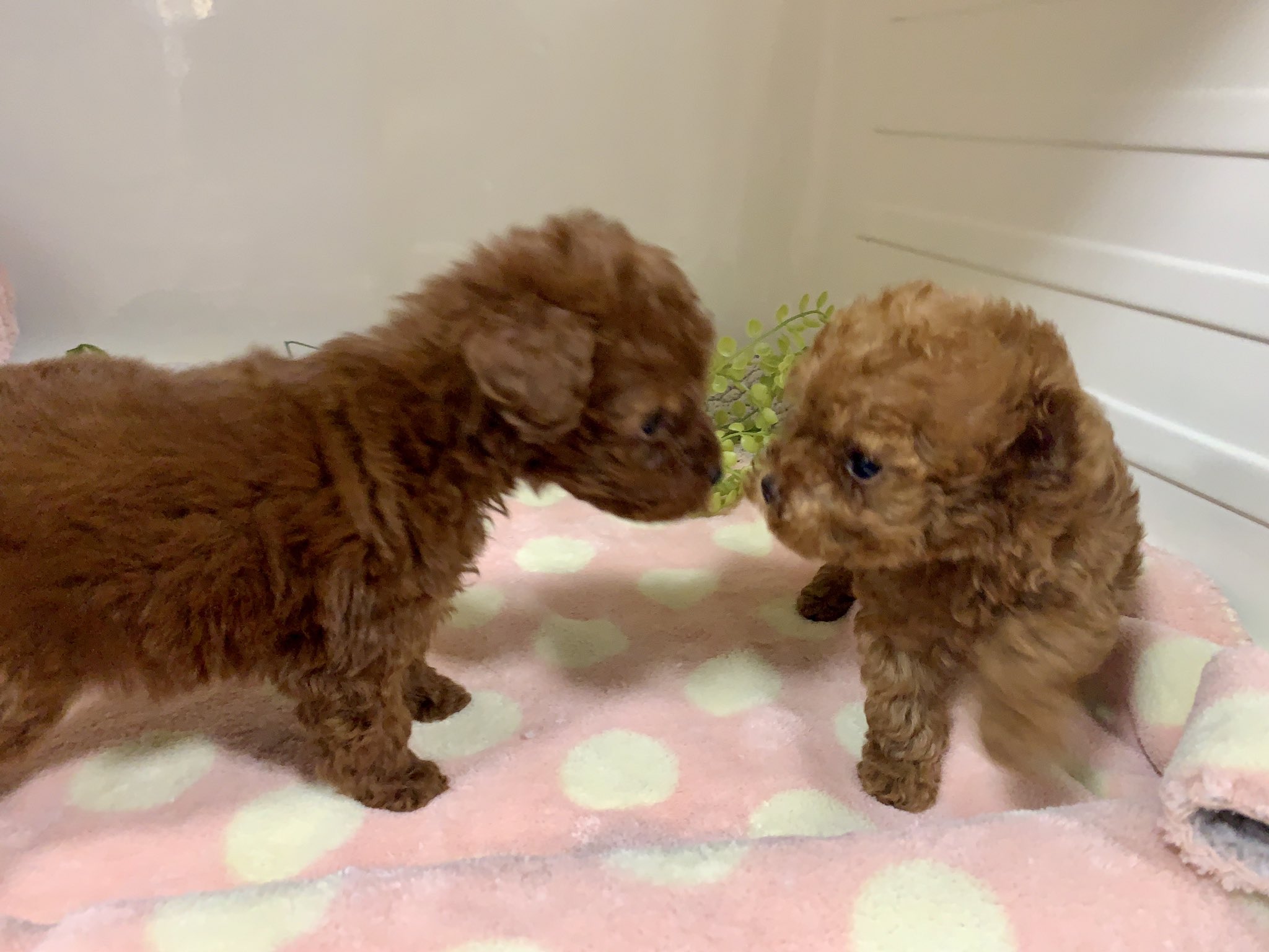 ペットショップだんぼ 来週にデビューするパピームーン生まれのトイプードル お父さんもお母さんも小さめです ペットショップ ブリーダー トイプードル女の子 子犬 かわいい プードル 札幌 北海道