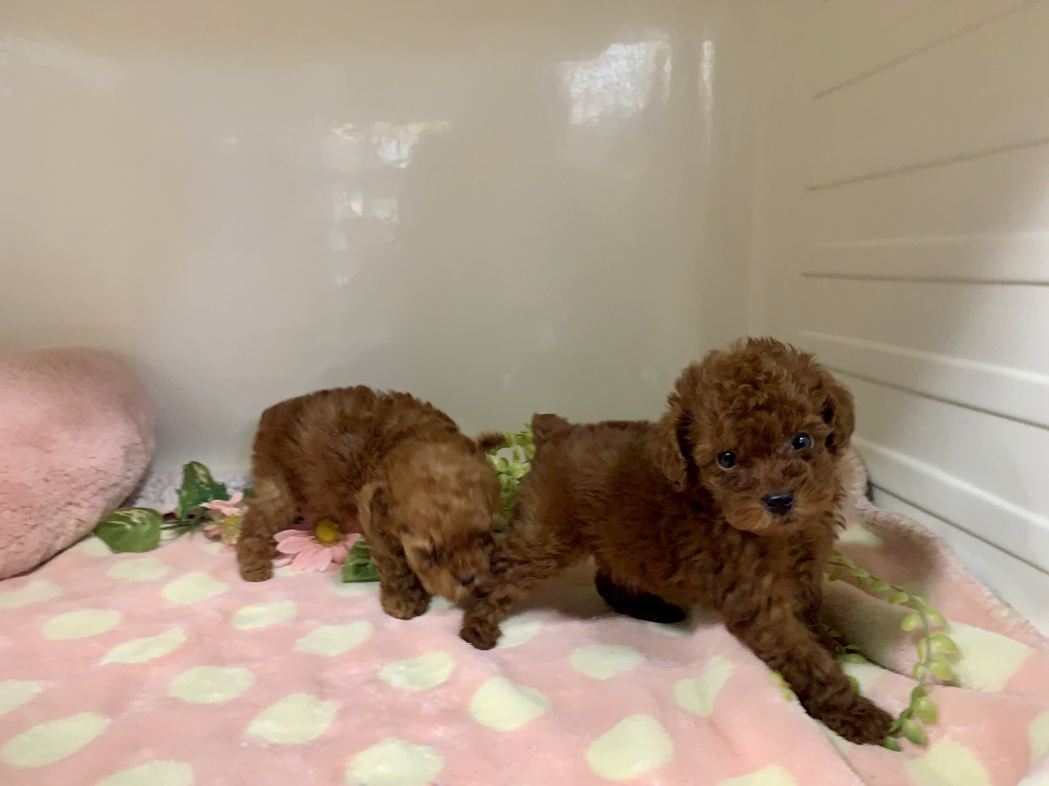 ペットショップだんぼ 来週にデビューするパピームーン生まれのトイプードル お父さんもお母さんも小さめです ペットショップ ブリーダー トイプードル女の子 子犬 かわいい プードル 札幌 北海道