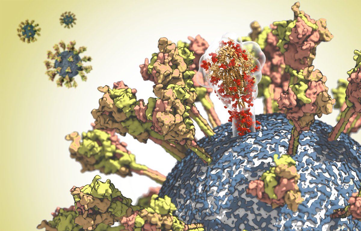 Decoding the spikes of the #virus crown: Max Planck researchers want to analyse the surface protein of the #coronavirus to identify binding sites for #vaccines and drugs mpg.de/14657720/coron… <a href="/MPIbp/">Max Planck Institute of Biophysics</a> <a href="/flblanc/">Florian E. Blanc</a> @sobuelow @HerringsKing <a href="/_mischi/">@gecht@chaos.social</a> <a href="/BioPhysMatt/">Matt Sikora</a> <a href="/maxplanckpress/">Max Planck Society</a> #covid19