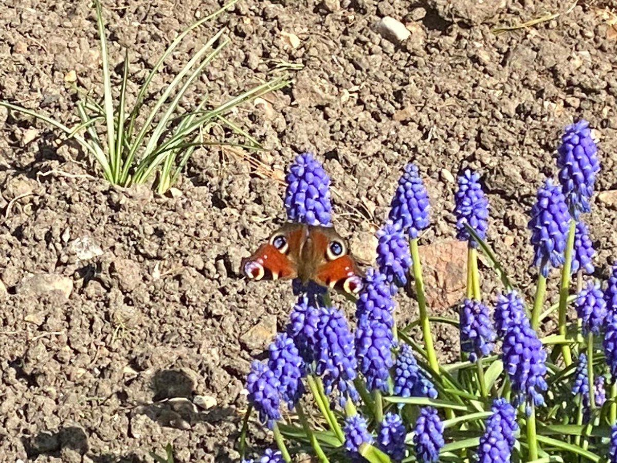 Greenfield_Sch_'s tweet photo. A lovely photograph from Yasmine in Year 5 for yesterday's #greenandbearit challenge!
#nature #photography #butterfly #activitiesforkids #photographyforkids #easterholidays #woking #school #surrey https://t.co/6Q0UBSiP2U