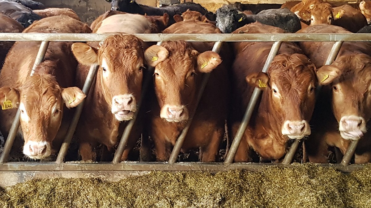 homendry_alka's tweet photo. [Cumbria] Alkagrain being used for beef finishing at Higher Aikton Farm near Wigton, Cumbria. The finishing ration is a TMR of grass silage and Alkagrain made from Home n’ Dry treated barley - with the finished product sold locally at RJ Harrison &amp; Sons Butchers in Wigton. https://t.co/jv7Y3PX1gp