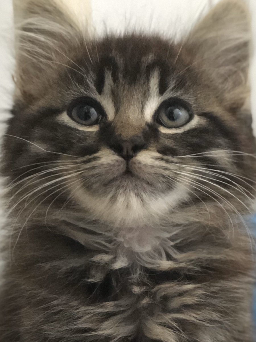 janeliz3's tweet image. #catsoftwitter to close my work day. This is #Crake. One of our litter of three foster kittens waiting to find their fur-ever homes. In #Adelaide.