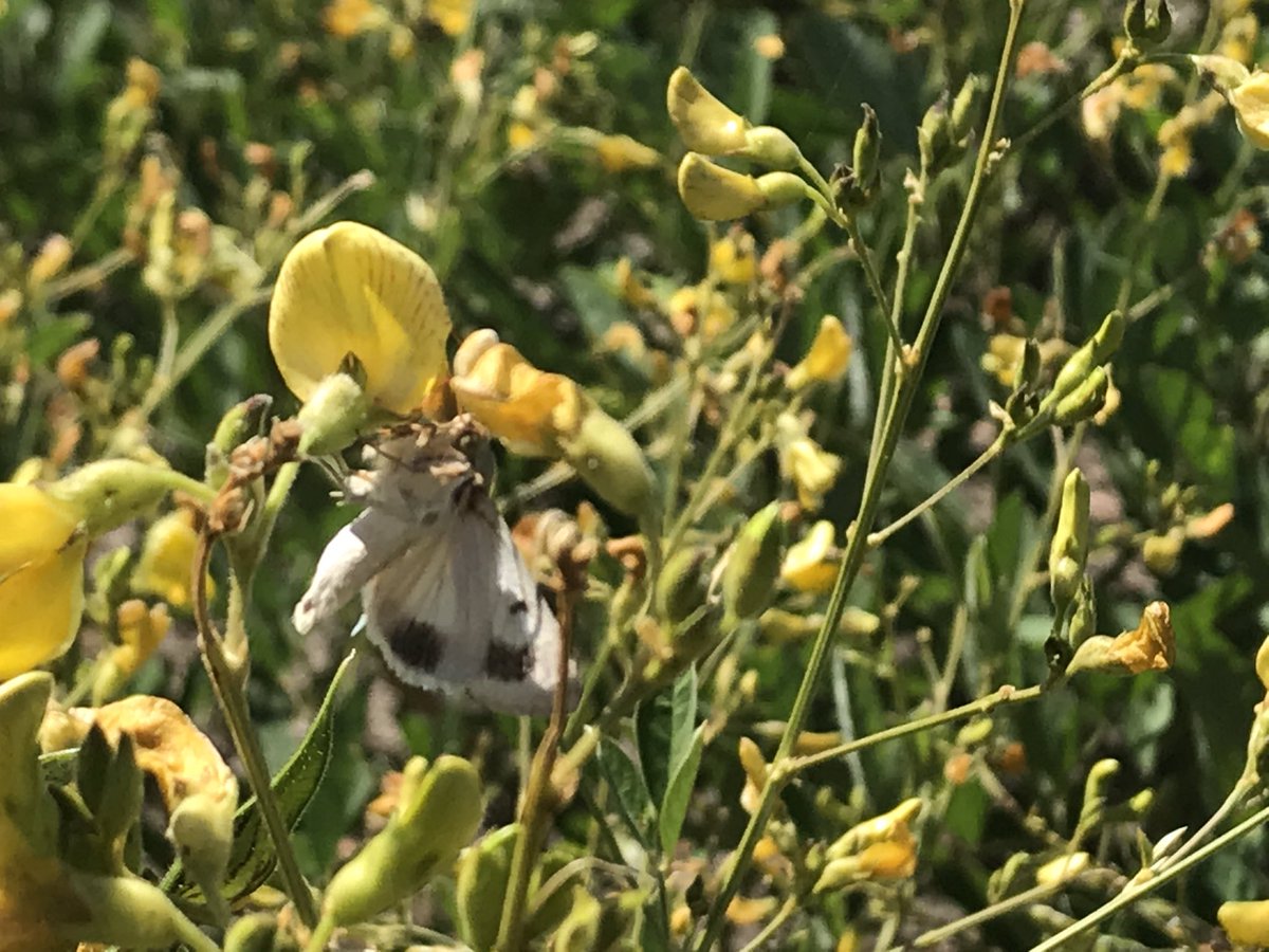 Refuges in action #pigeonpearefuge #helicoverpa #bollgard3 #australiancotton