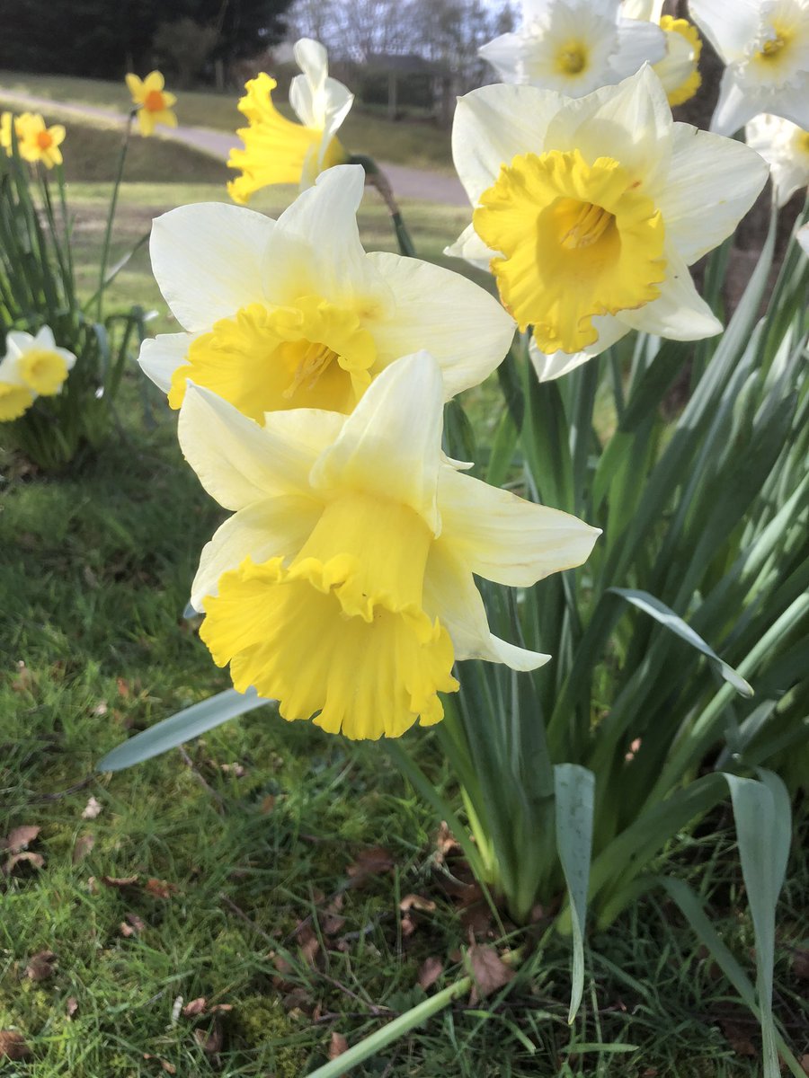 First photo, it being Cumbria, have some daffs...