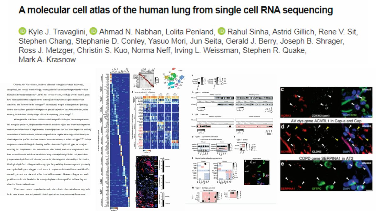 WOW!...a grand, in-depth view of the human lungs in health and disease-new molecular, cellular, physiological, and genetic insights https://www.biorxiv.org/content/10.1101/742320v2  #linux  #bigdata  #openscience  #iot  #snrtg  #technology  #scicomm  #singlecell  #bioinformatics  #genomics  #raredisease